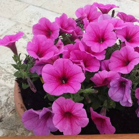 Dom wakacyjny Trulli Di Rosa