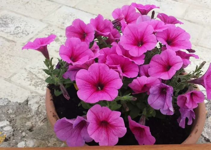 Hébergement de vacances Trulli Di Rosa